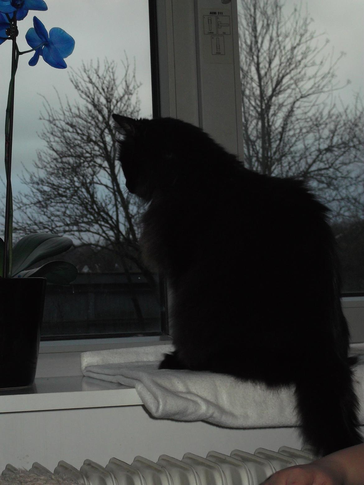 Maine Coon Hr. Brun billede 10