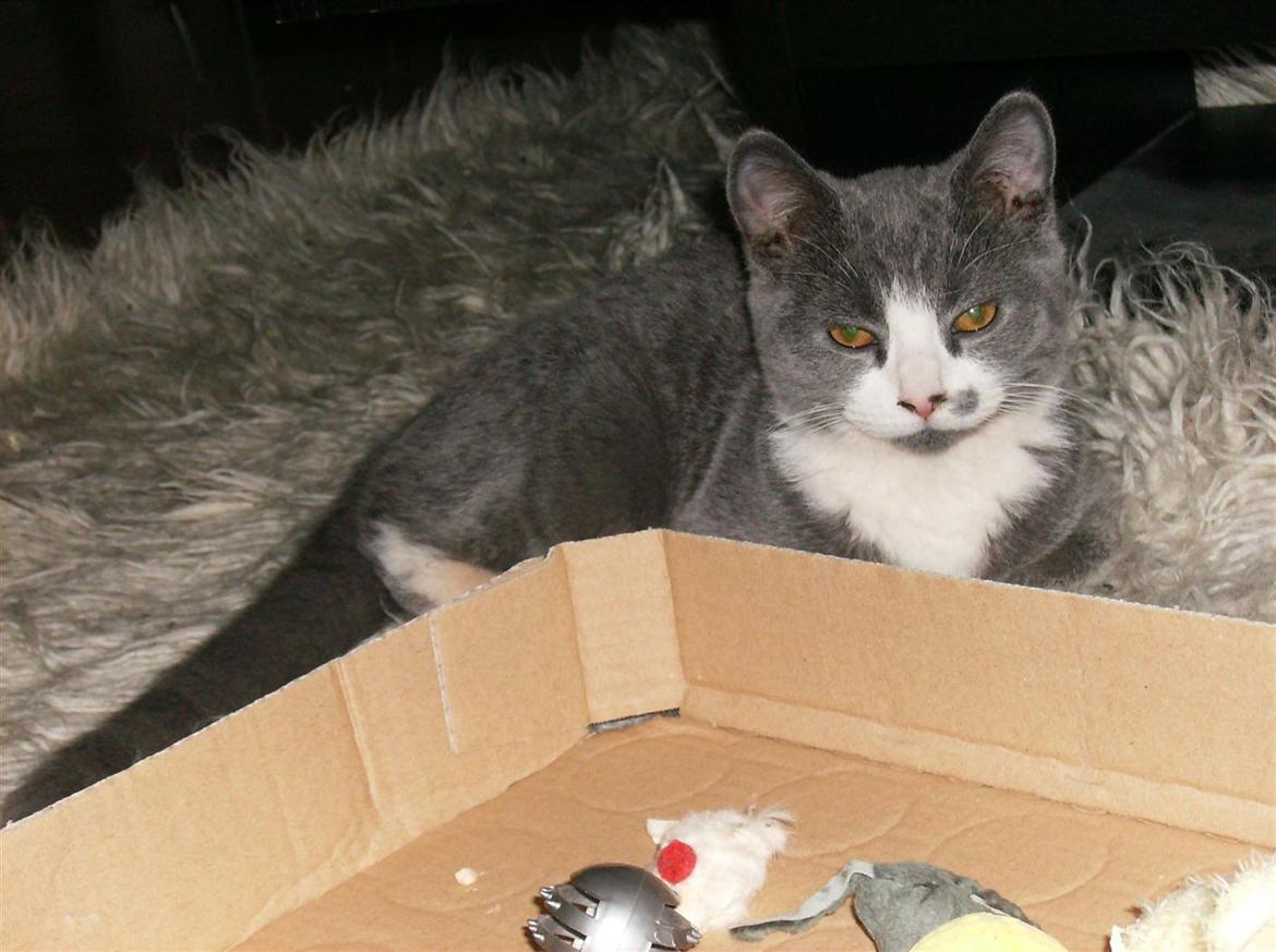 British Shorthair Jasper billede 6