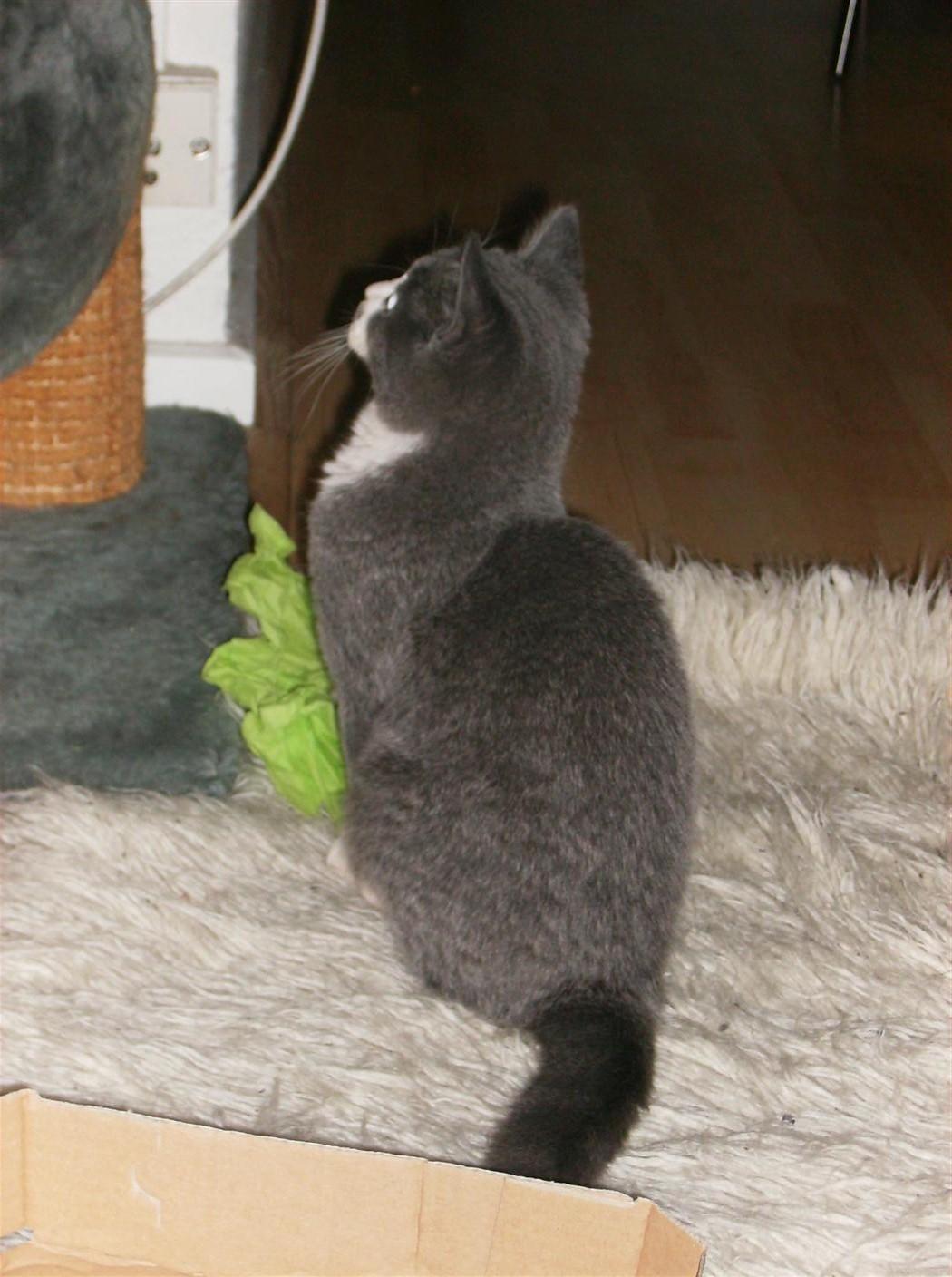 British Shorthair Jasper billede 7