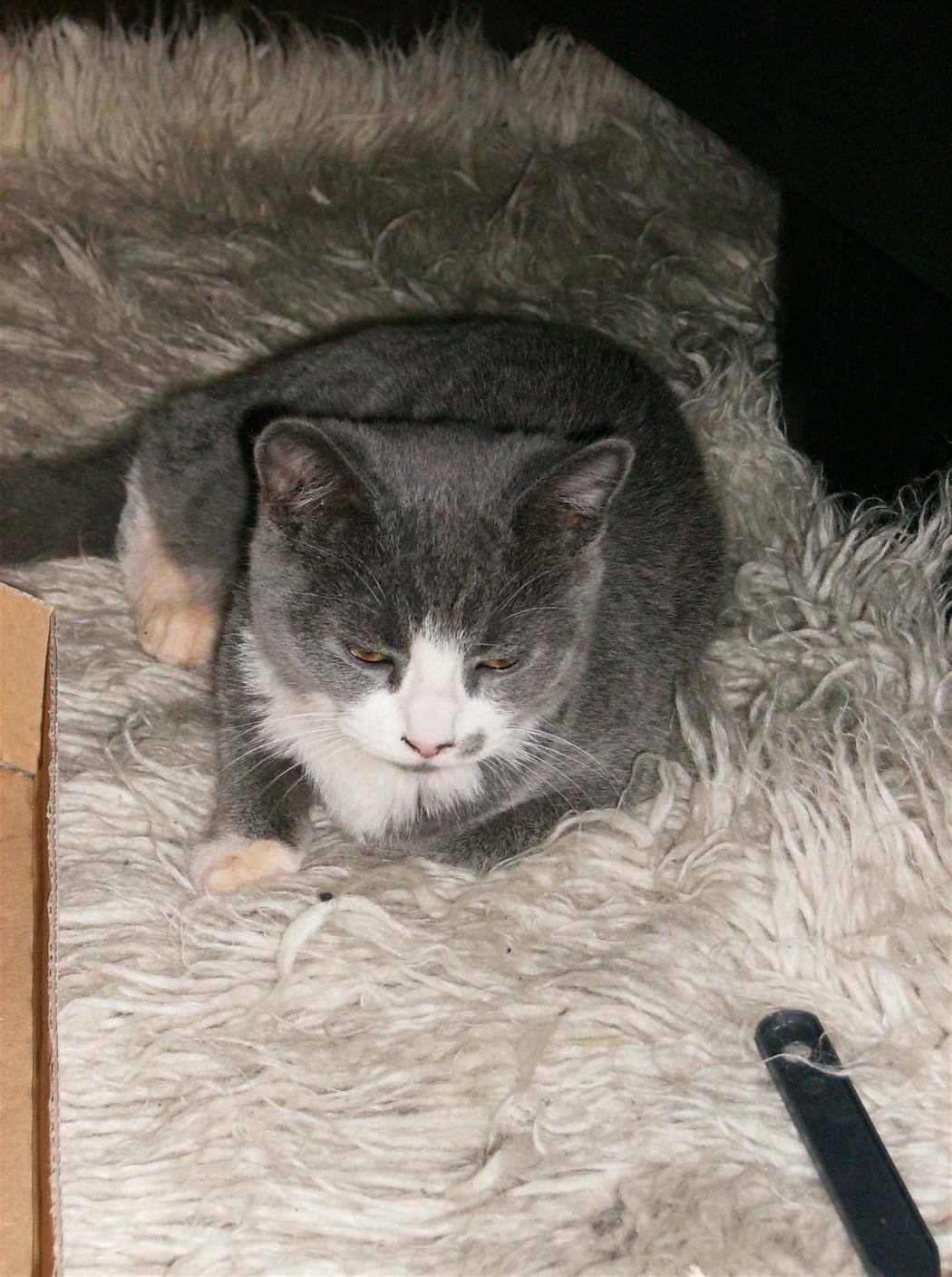 British Shorthair Jasper billede 8