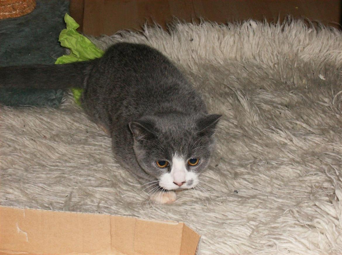 British Shorthair Jasper billede 9