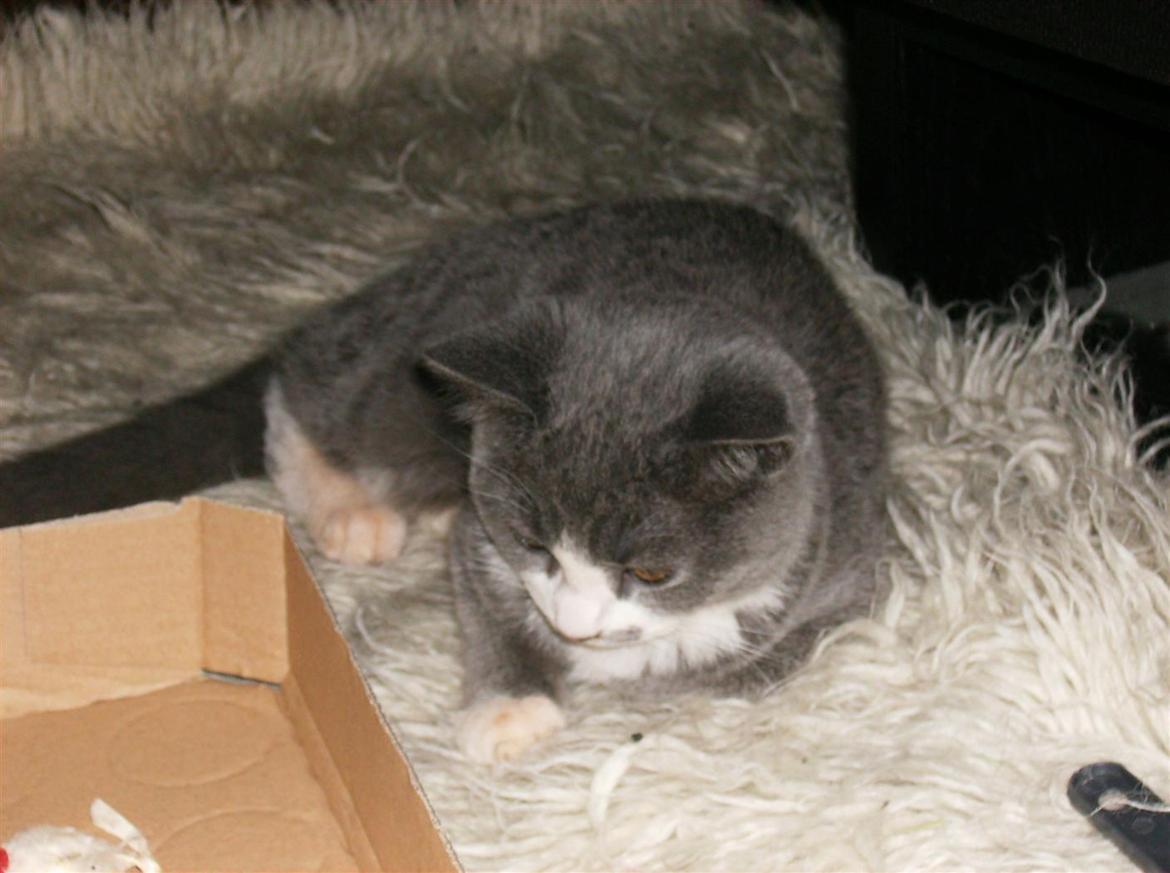 British Shorthair Jasper billede 10