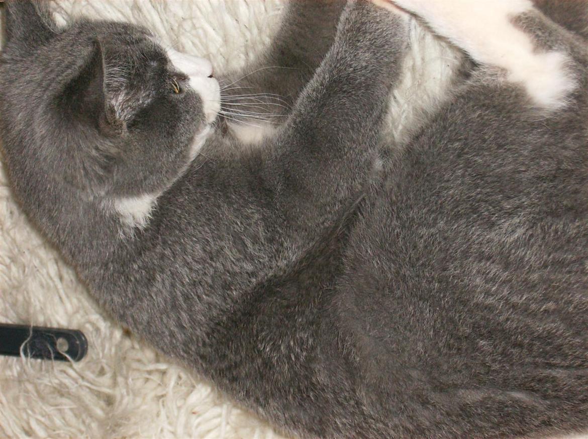 British Shorthair Jasper billede 11