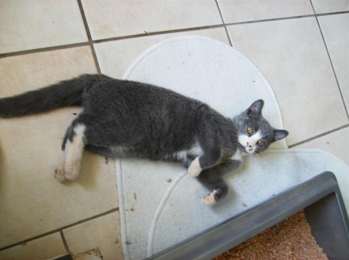 British Shorthair Jasper billede 12