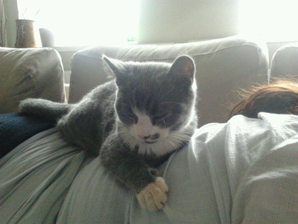 British Shorthair Jasper billede 13