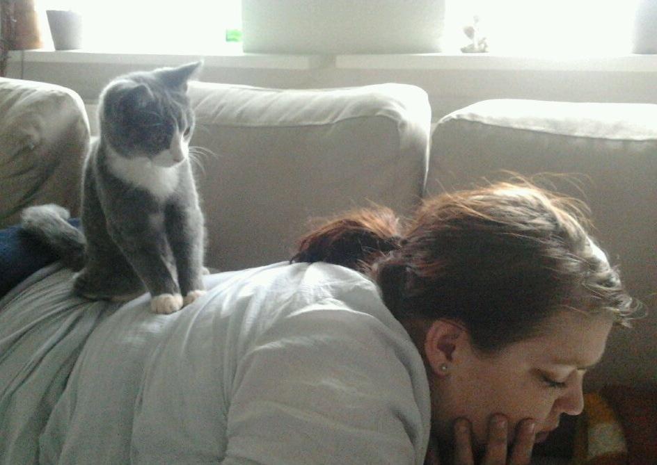 British Shorthair Jasper billede 14