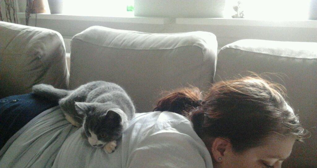 British Shorthair Jasper billede 15