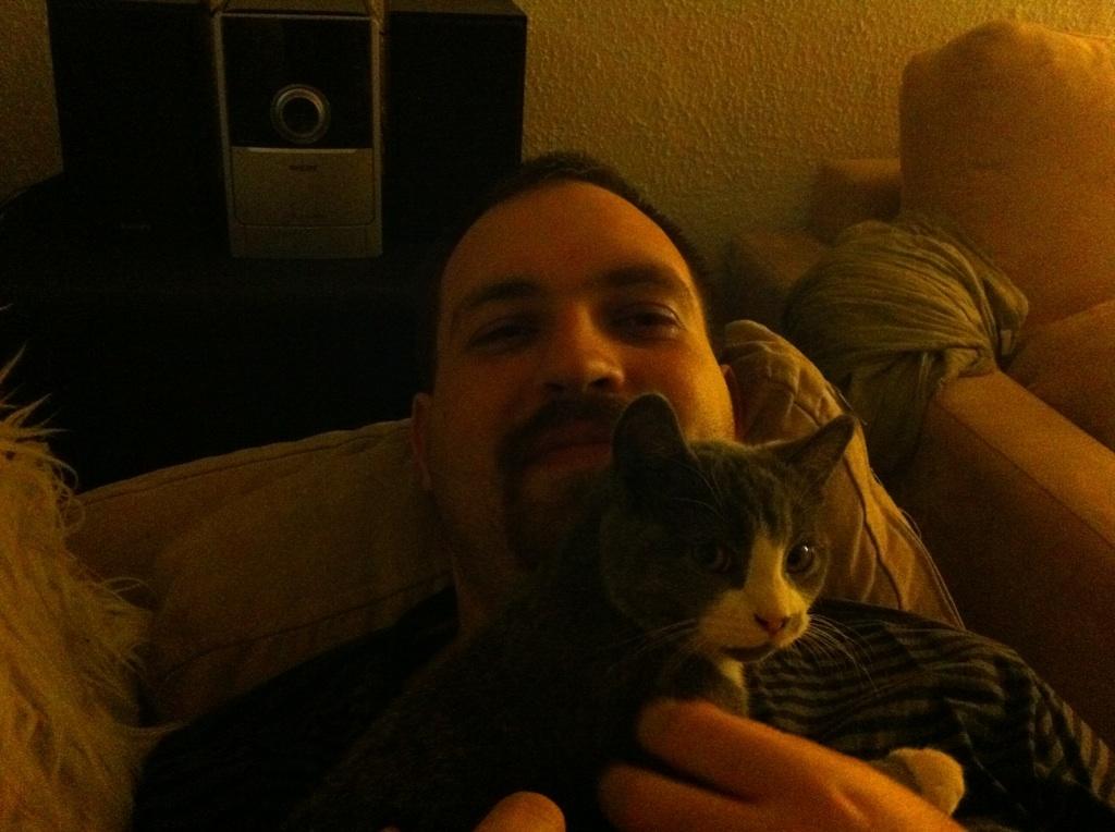 British Shorthair Jasper billede 16