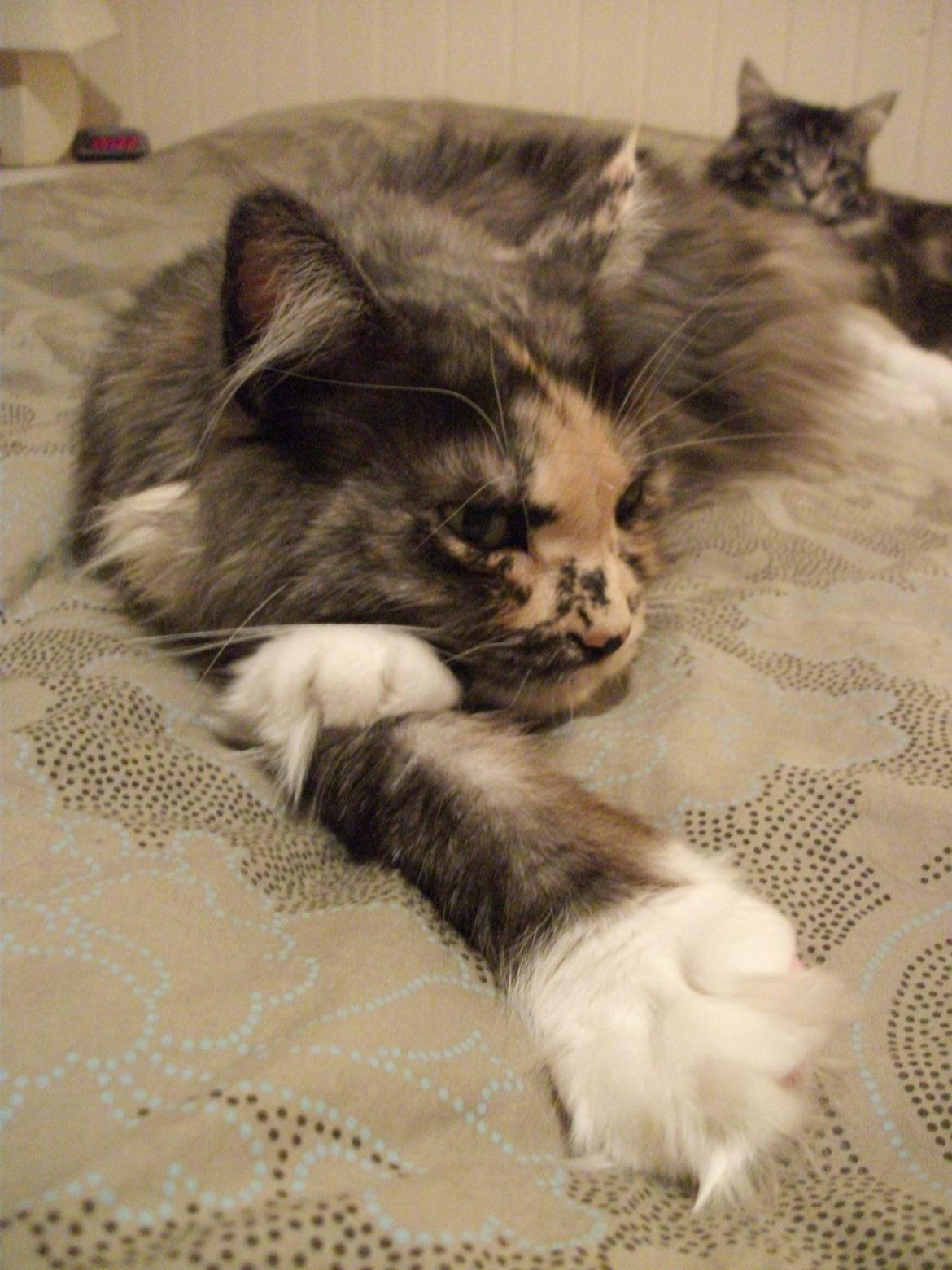 Maine Coon Struves Tilia billede 1