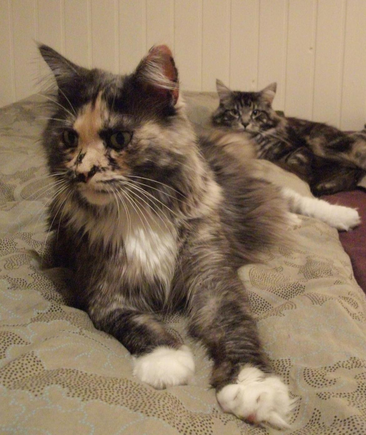 Maine Coon Struves Tilia billede 2