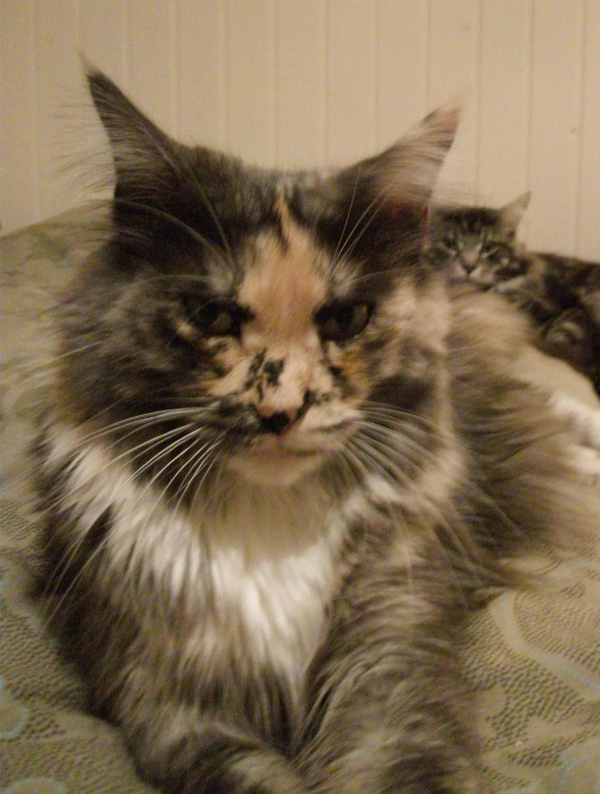 Maine Coon Struves Tilia billede 3