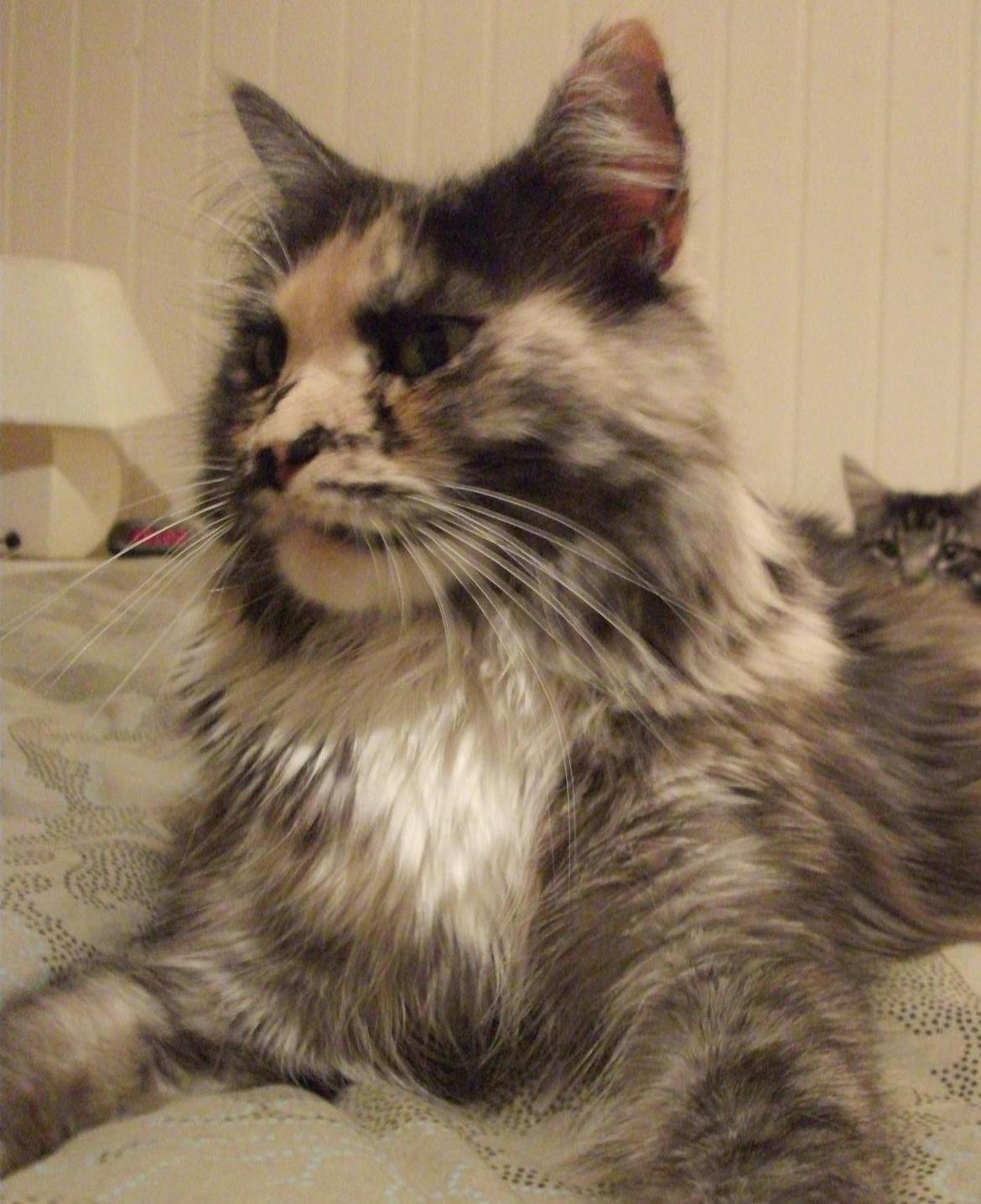 Maine Coon Struves Tilia billede 4