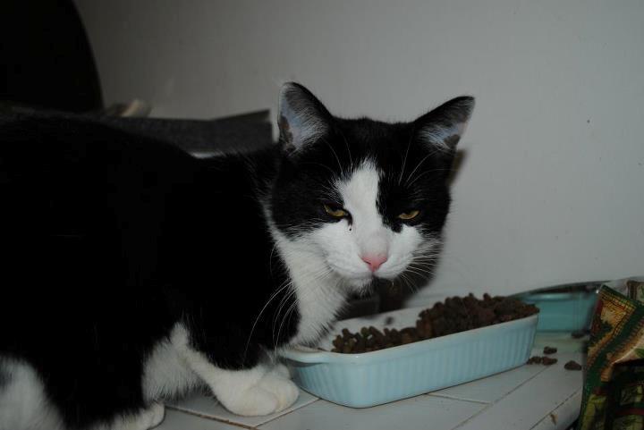 Huskat Jens Verner billede 8