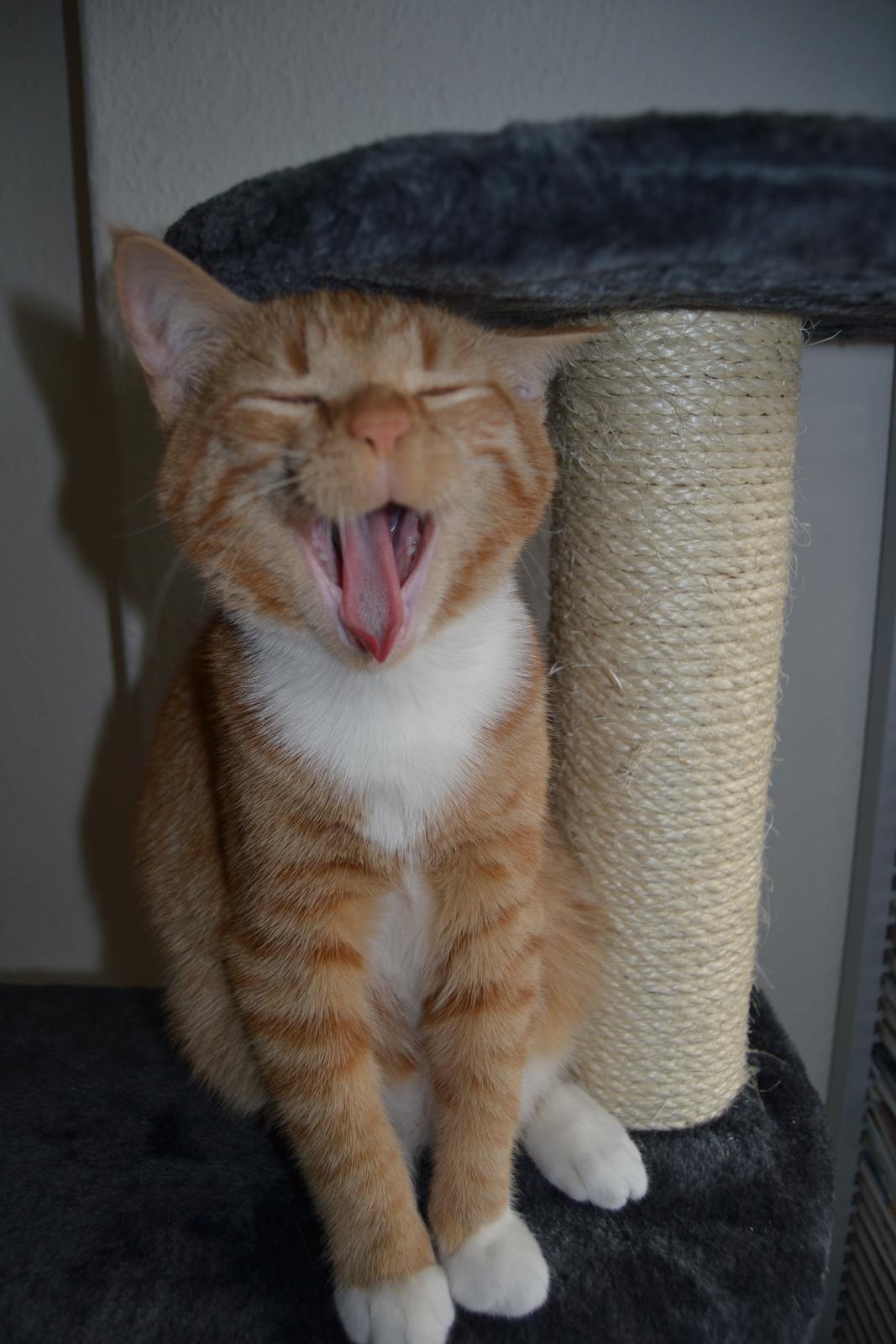 Huskat Simba billede 5