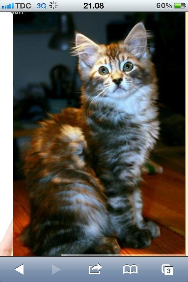 Maine Coon Mono billede 1