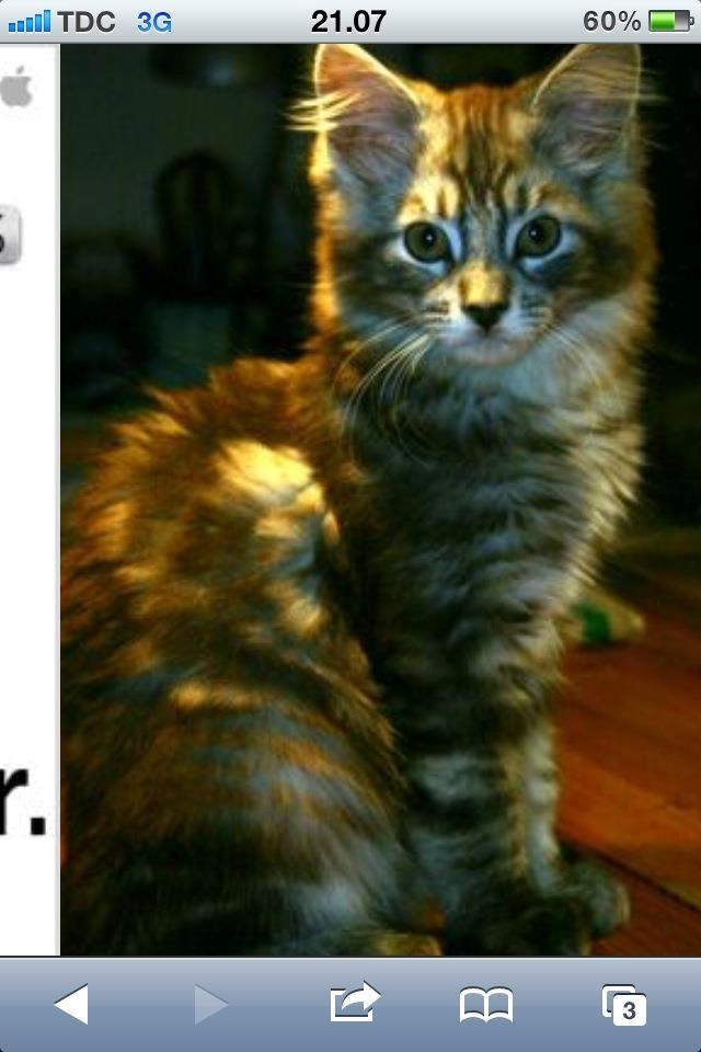 Maine Coon Mono billede 2