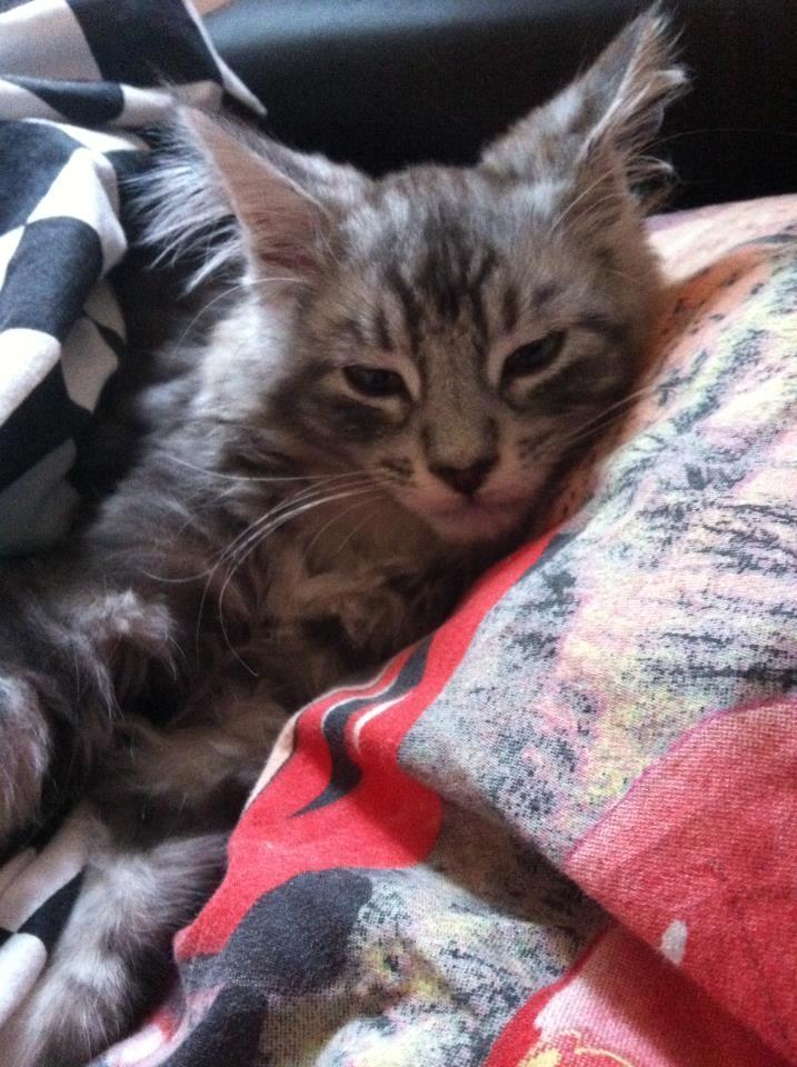 Maine Coon Mono billede 3