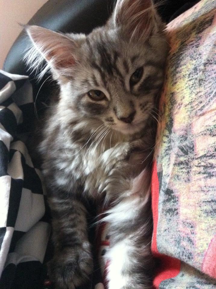 Maine Coon Mono billede 4