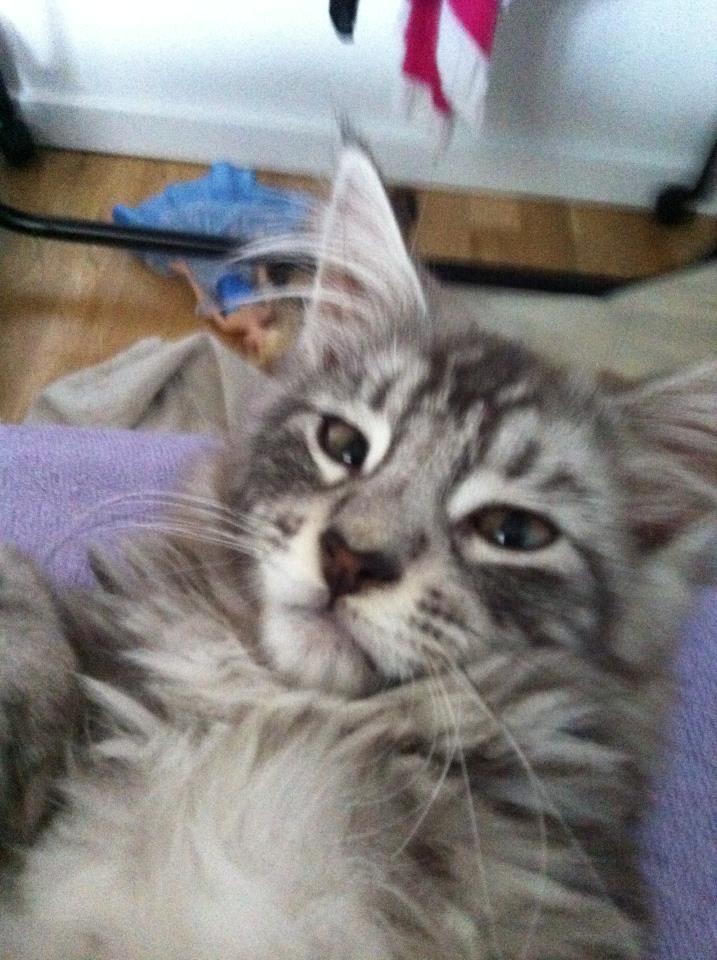 Maine Coon Mono billede 5