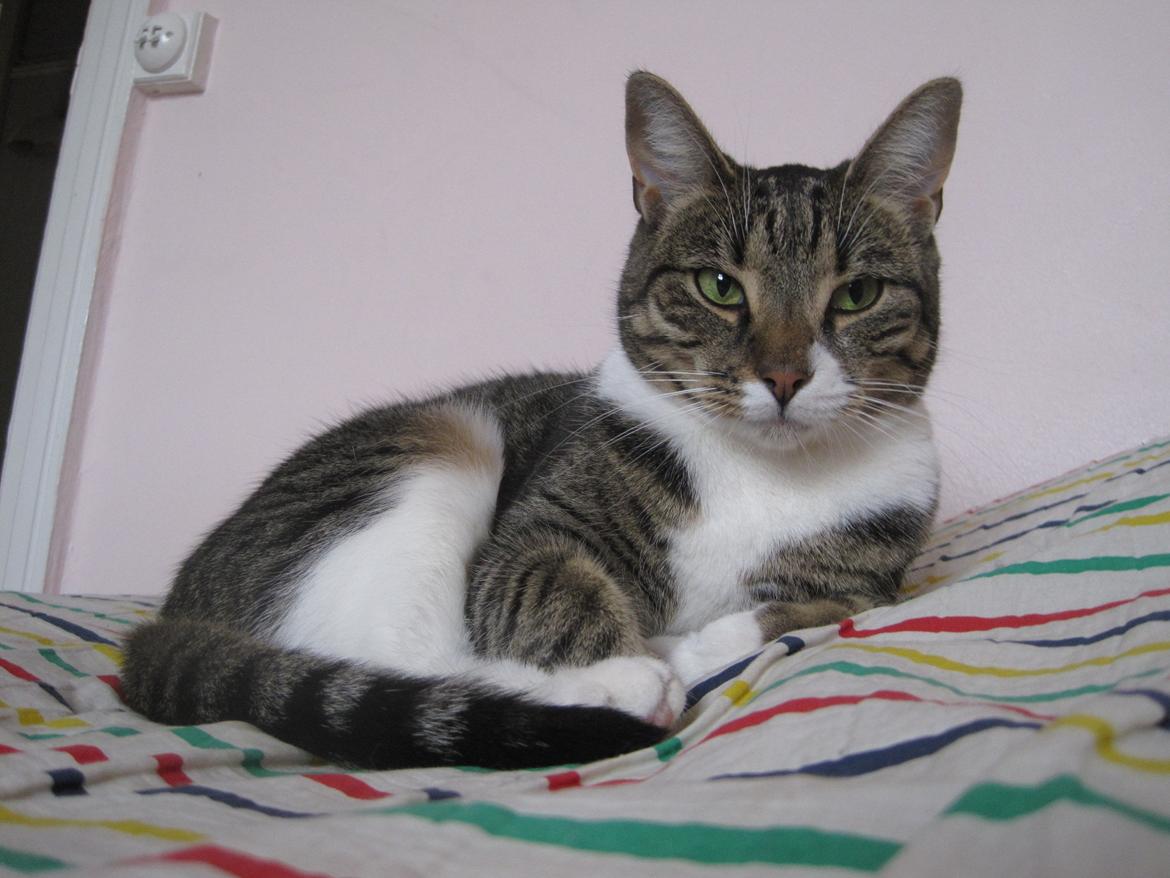 Huskat Jolly billede 2