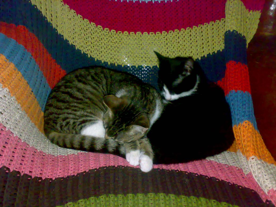 Huskat Jolly billede 4