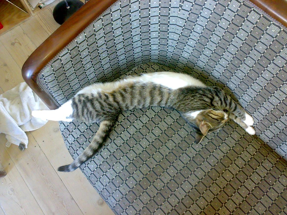 Huskat Jolly billede 3