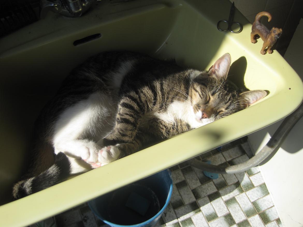 Huskat Jolly billede 5