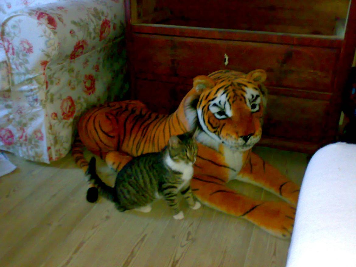 Huskat Jolly billede 6