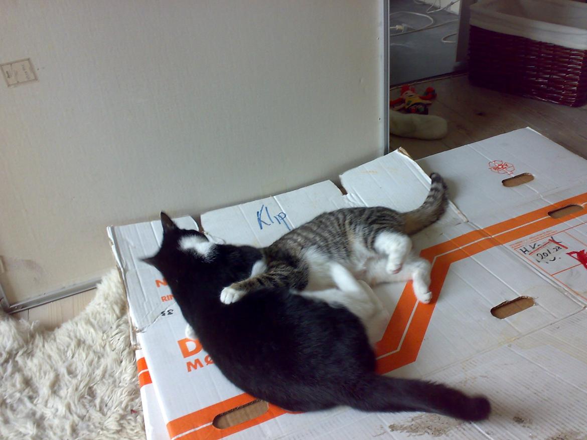 Huskat Jolly billede 7