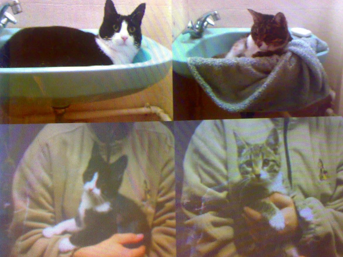 Huskat Jolly billede 1