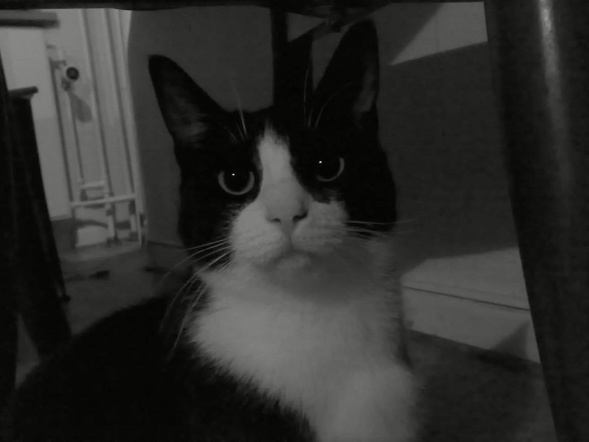 Huskat Pepsi billede 1