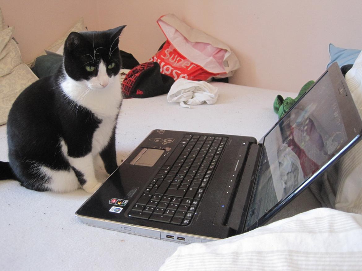 Huskat Pepsi billede 3