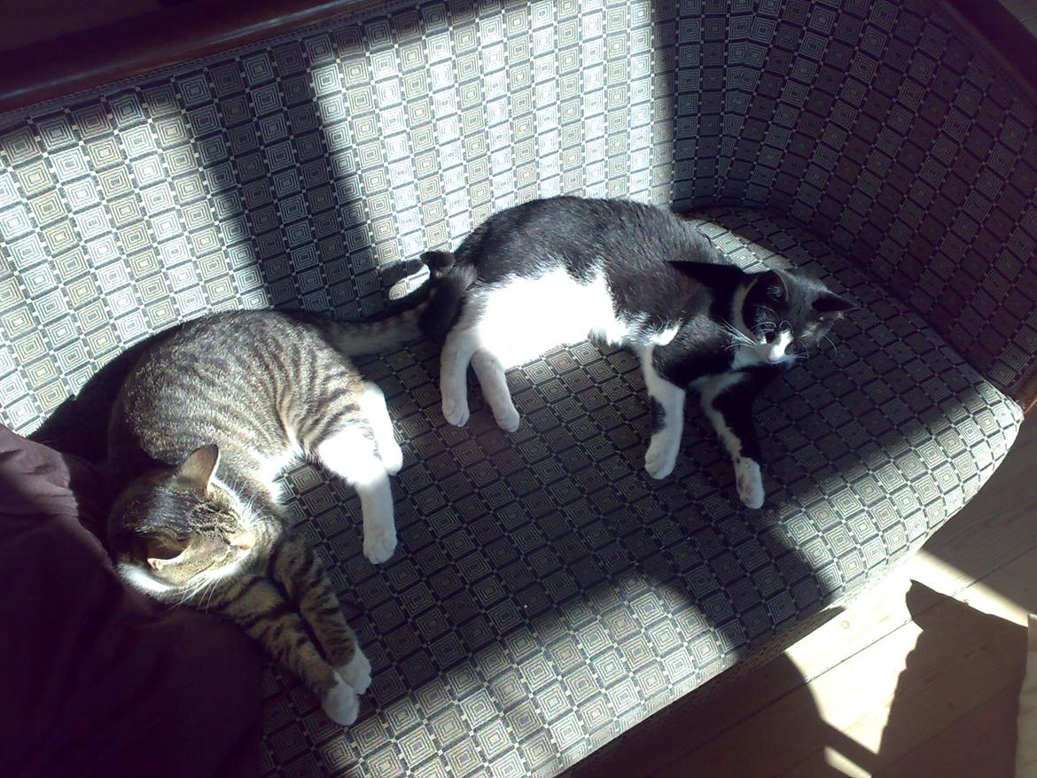 Huskat Pepsi billede 5