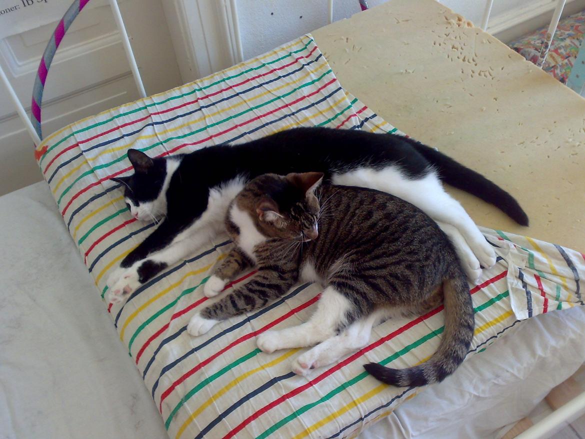 Huskat Pepsi billede 6