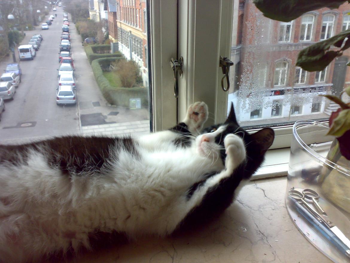 Huskat Pepsi billede 7