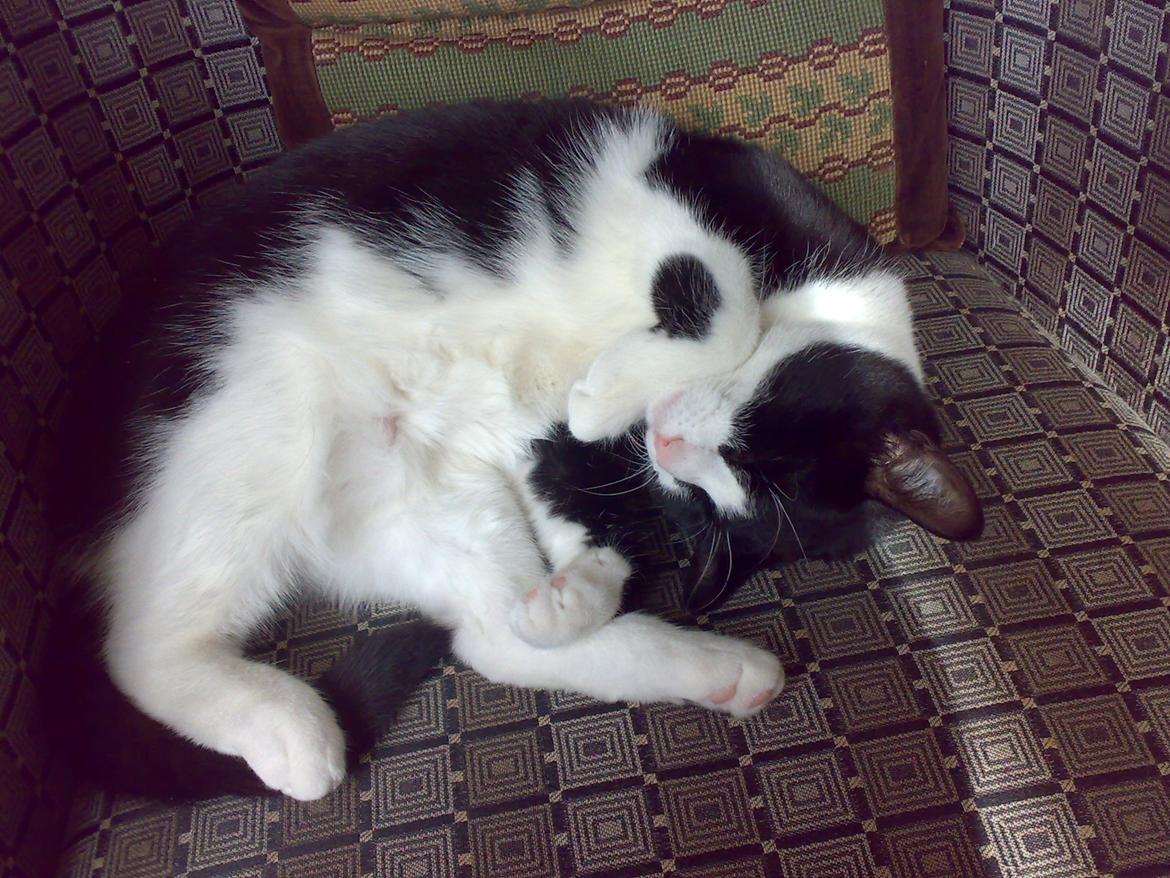 Huskat Pepsi billede 8