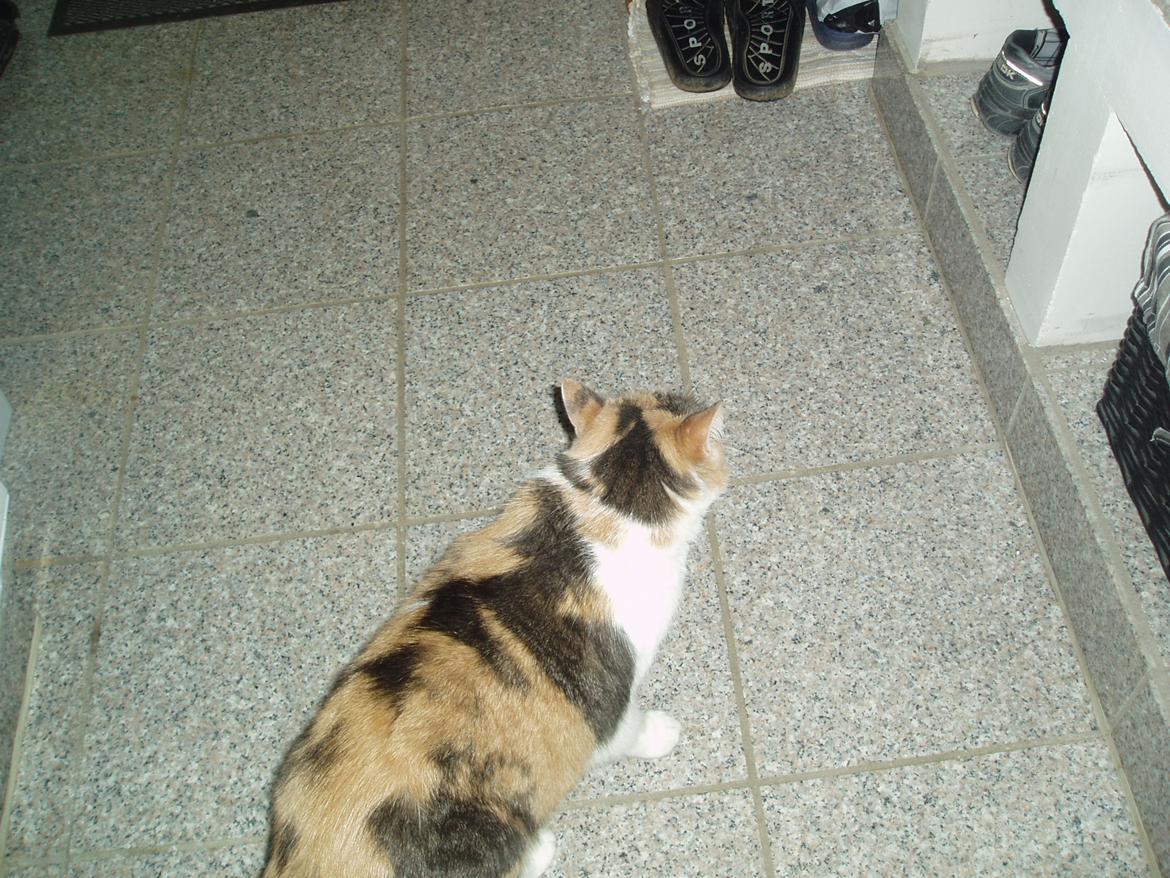 Huskat Buller billede 2