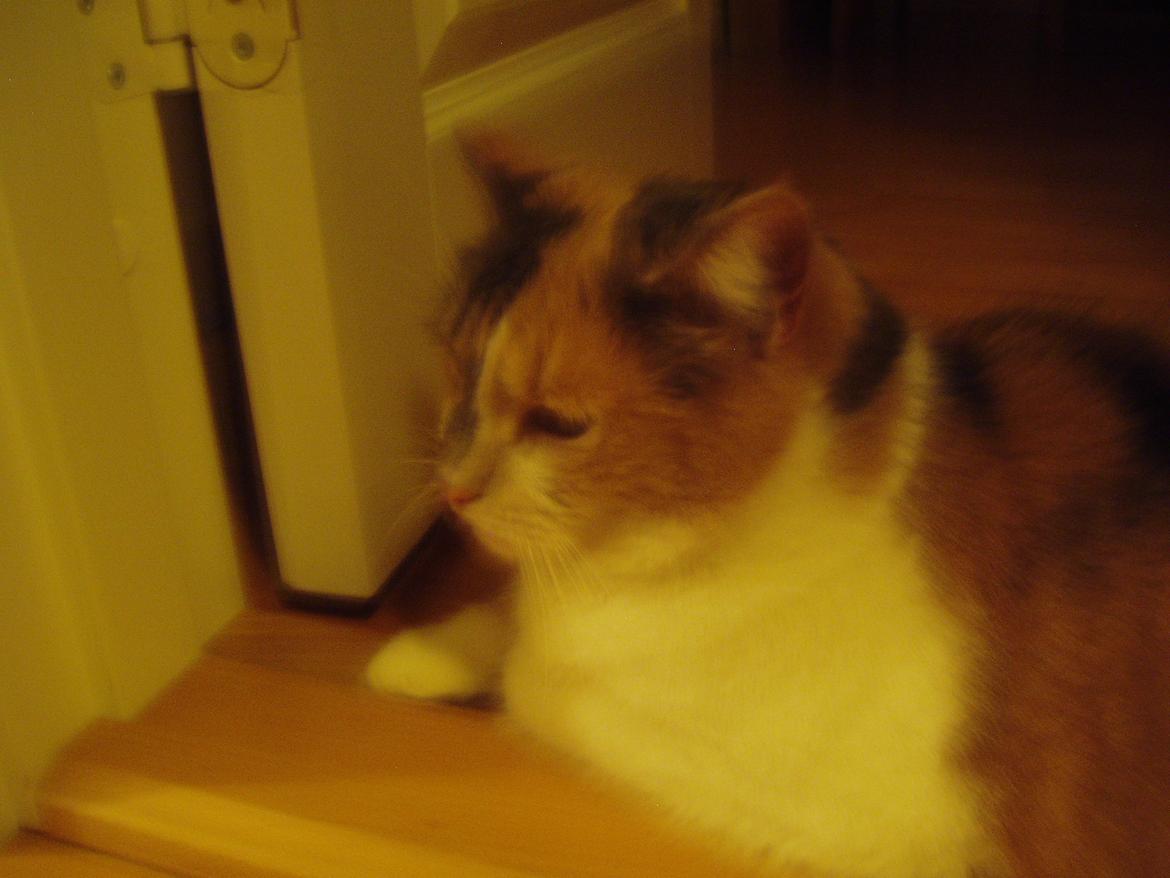 Huskat Buller billede 3