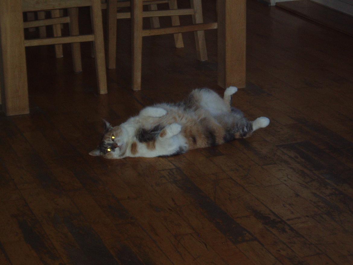 Huskat Buller billede 5