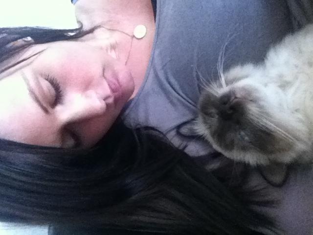 Hellig Birma DK Skødt's Gismo billede 14