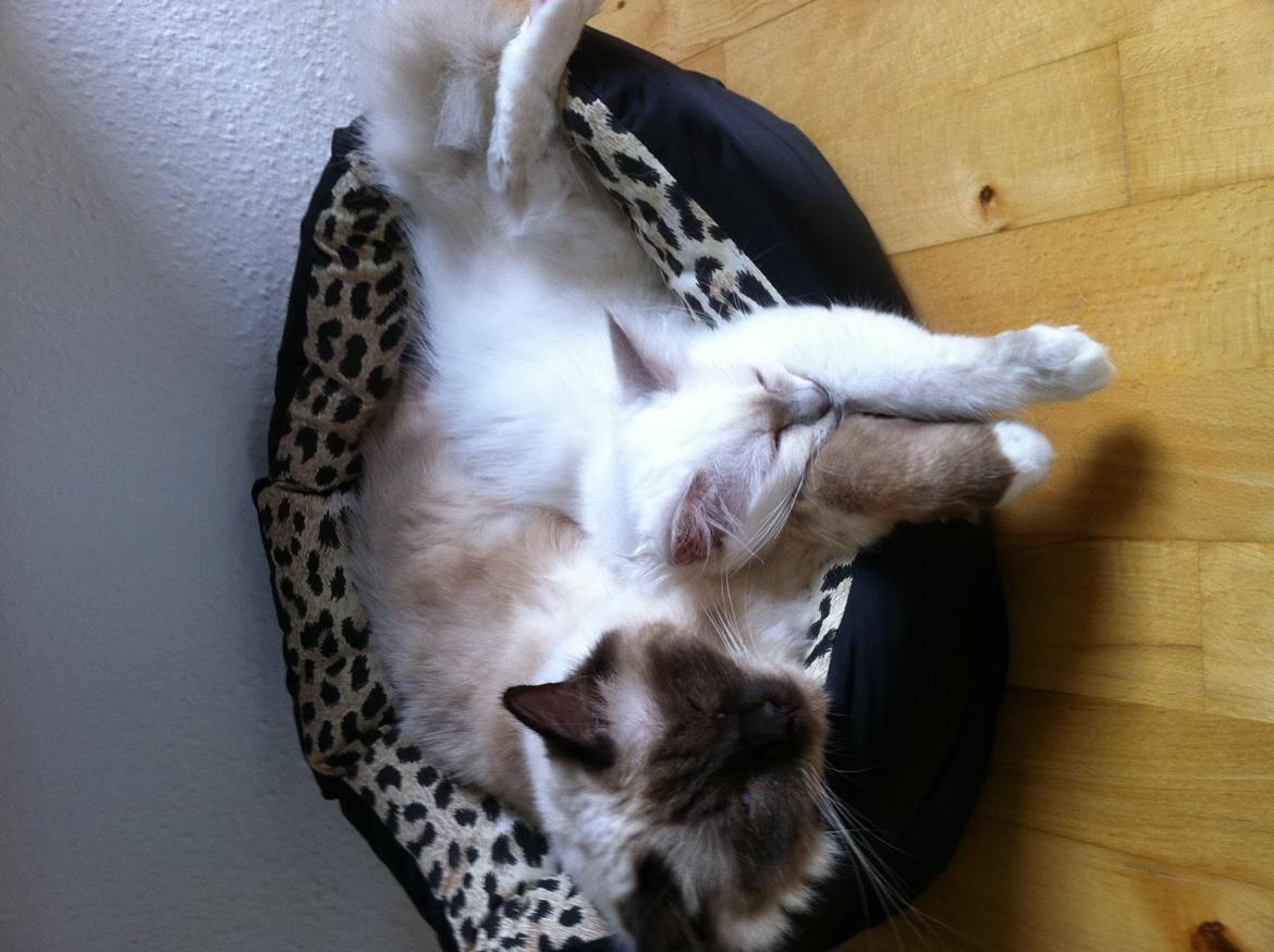 Hellig Birma DK Skødt's Gismo billede 15