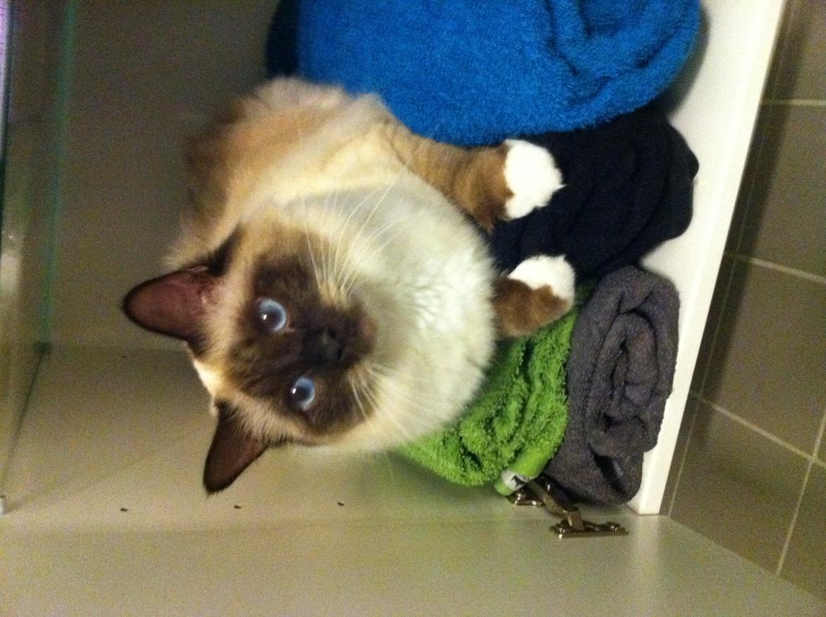 Hellig Birma DK Skødt's Gismo billede 16