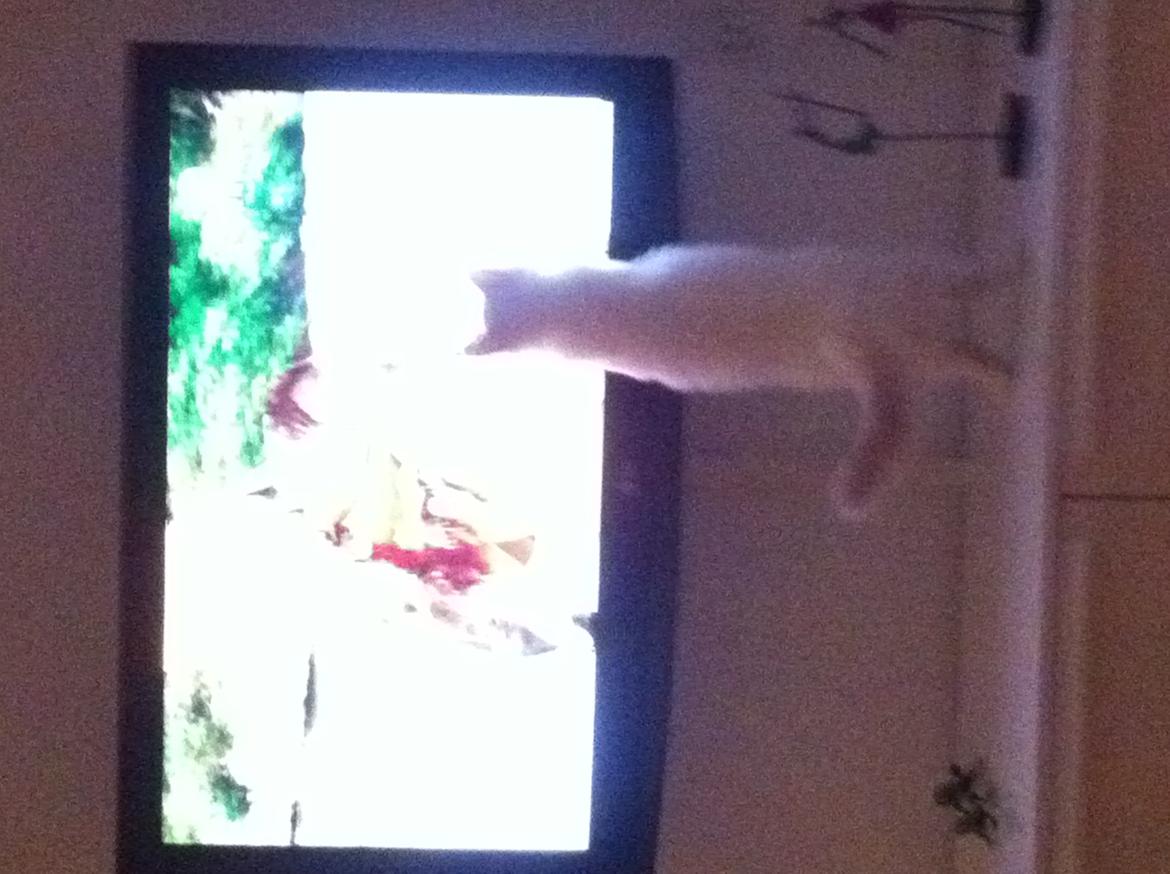 Hellig Birma DK Wennemoes' Balthazar - Elsker at sidde foran skærmen og se fjernsyn. VIl rigtig gerne se håndbold og redningskvinder :D billede 9