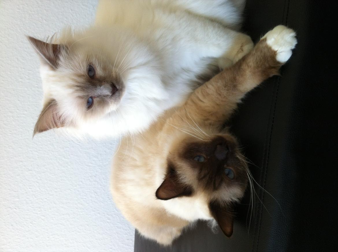 Hellig Birma DK Wennemoes' Balthazar billede 10