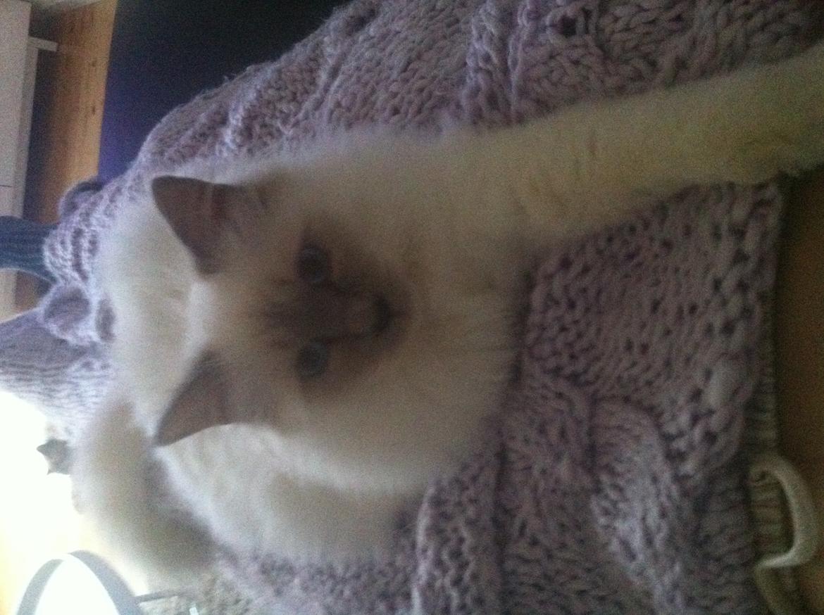 Hellig Birma DK Wennemoes' Balthazar billede 11