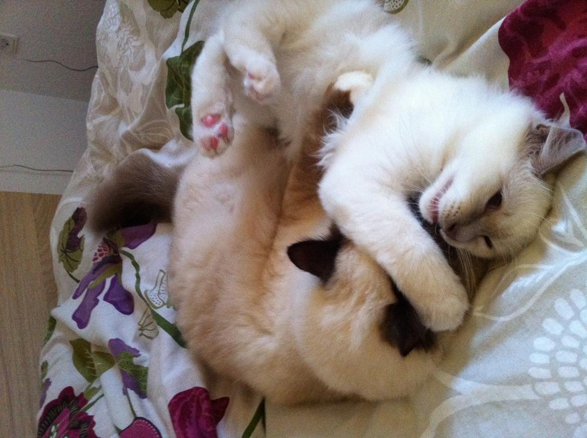 Hellig Birma DK Wennemoes' Balthazar billede 12