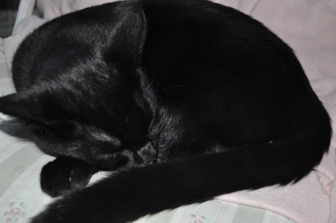 Huskat Ziki billede 3