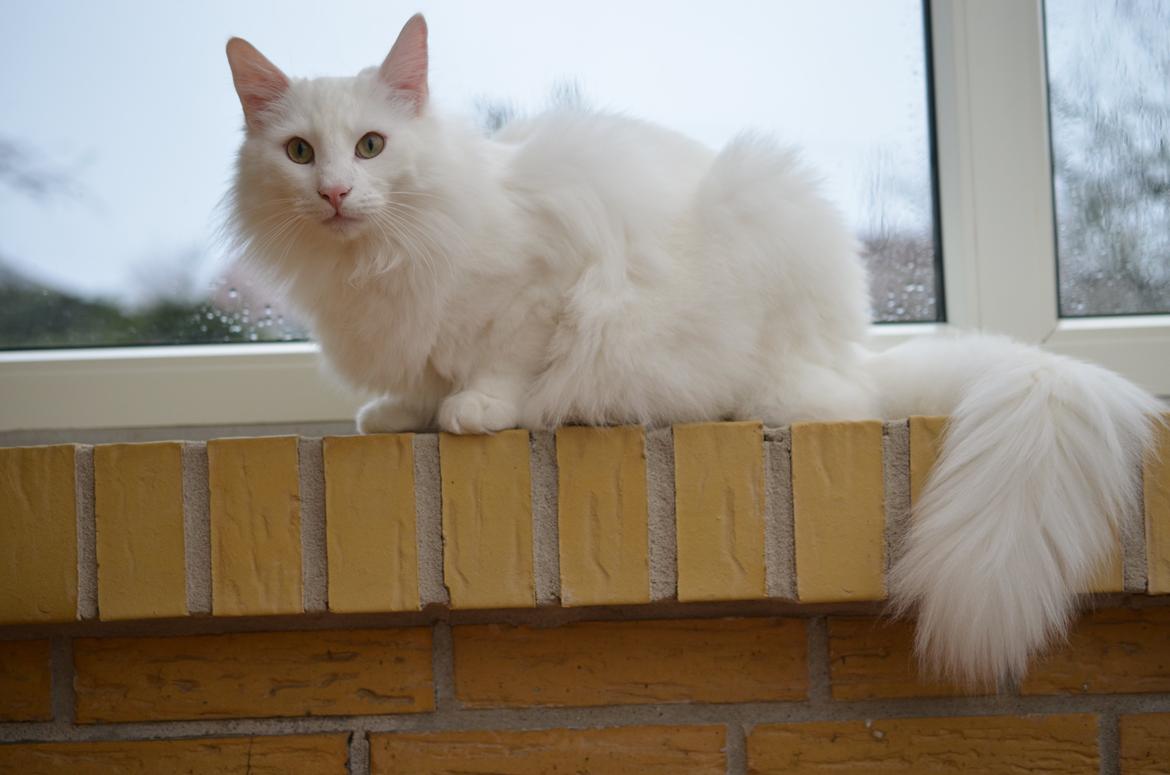 Norsk Skovkat Prinsen billede 1