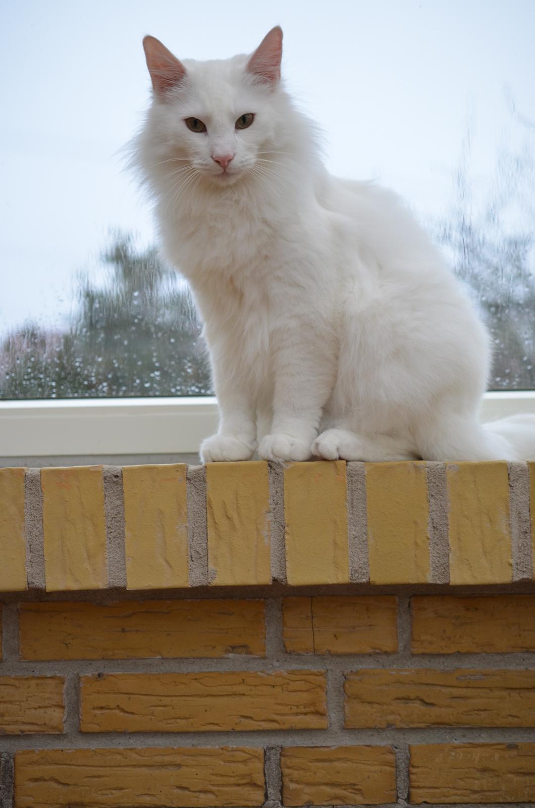 Norsk Skovkat Prinsen billede 2