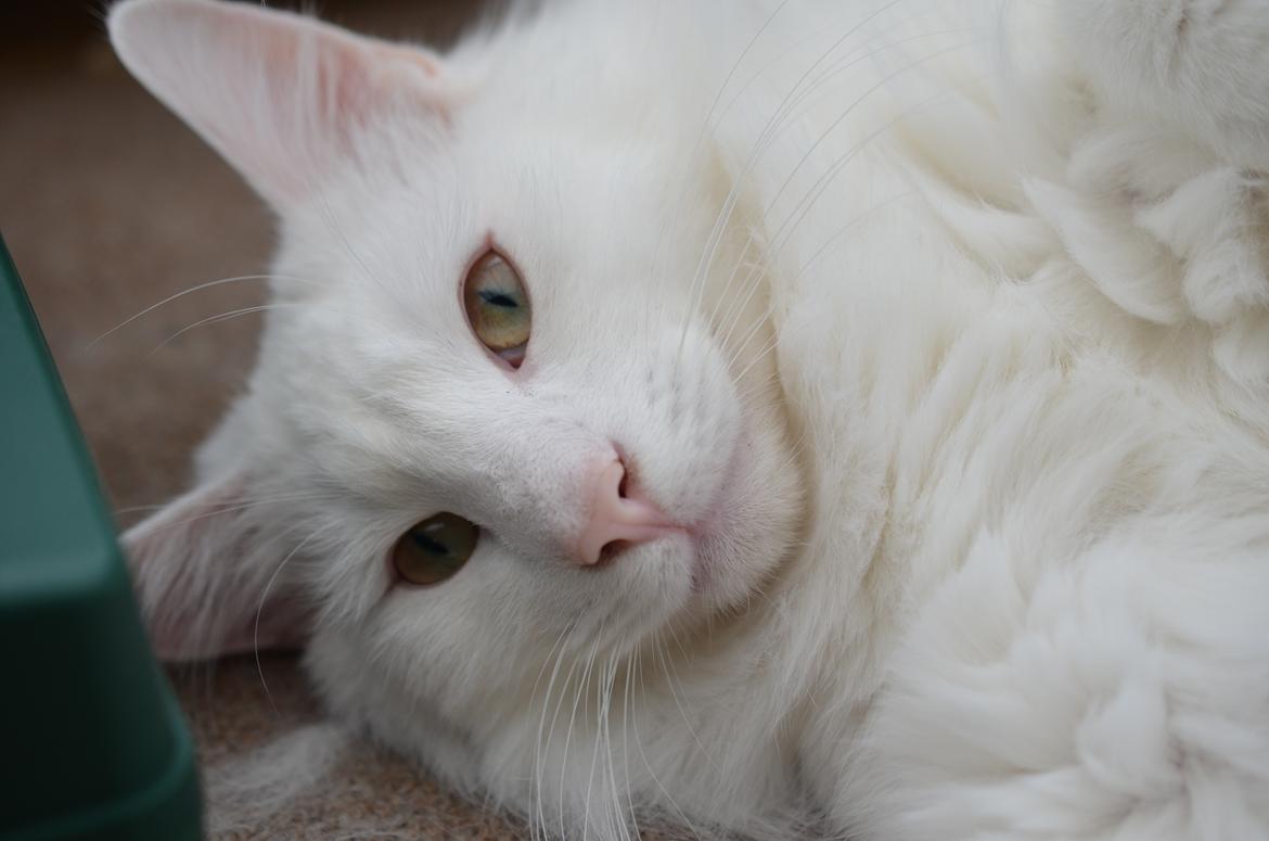 Norsk Skovkat Prinsen billede 3